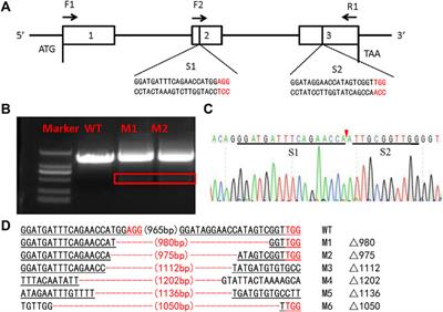 CRISPR/Cas9-mediated Serine protease 2 disruption induces male sterility in Spodoptera litura